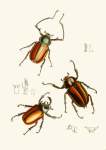The Cabinet Of Oriental Entomology Pl Xiv 1848 Art Print - A1