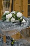 Begonia Nonstop White Seed - 100 Pelleted Seed