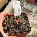 Venus Fly Trap 'supernova.' Special Import. - Dormant Plant. 7.5CM Plastic Container.