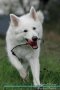 White Shepherd Affirmations Workbook White Shepherd Presents - Positive And Loving Affirmations Workbook. Includes: Mentoring Questions Guidance Supporting You.   Paperback