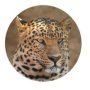 Tower Magnetic License Disc Holder - Leopard