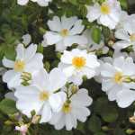 Single White Rose 5LT