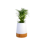 Conica Planter Iroko Timber Base - Textured White Medium