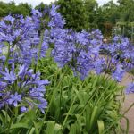 Agapanthus 4 Litres - Blue