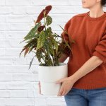 Polka Dot Begonia - Large - In A Coconut White Flo Planter A Grade