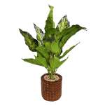 Chinese Evergreen 45CM - Light Green Leaf