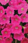 Petunia Shock Wave Rose Seed - 250 Pelleted Seed