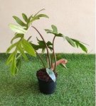 Philodendron Pedatum Mayoi