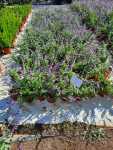 Salvia Leucantha Purple 17CM Pot