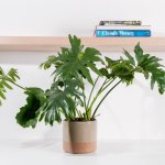 Ceramic Planter - Speckled Taupe - Large 20.5 X 18.5CM