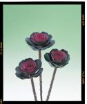 Kale Crane Rose - 1000 Raw Seed
