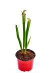Leucophylla - White - Large