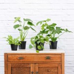 Jungle Starter Pack - In Nursery Pots