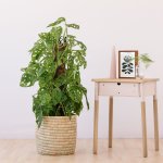 Swiss Cheese Plant - Mosspole - In 30CM Sinan Basket Incl. Free Drip Tray .