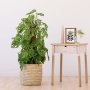 Swiss Cheese Plant - Mosspole - In 30CM Sinan Basket Incl. Free Drip Tray .