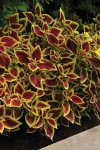 Coleus Premium Crimson Gold Seed - 100 Pelleted Seed