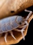 Pocket Pets 30 Color Changing Blue Merle Roly Polys Rolie Polie Isopods. Order Only If Your Next 5 Day Forecast Temperatures Are