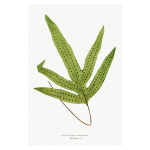 Gathering Green 3 Art Print