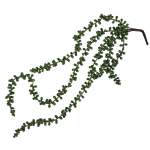 String Of Pearls Succulent Hanging Vine 60CM