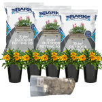 Upgrade Your Pot With This All-in-one Add On - Gazania