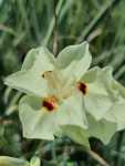 Dietes Milky Way 17CM Pot