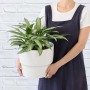 Chinese Evergreen - Silver Queen - Large - In Flo Planter Coconut