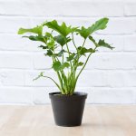 Lacy Leaf Philodendron - In 15CM Nursery Pot