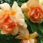 Crepuscule Climbing Rose 5LT