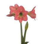 Amaryllis Sonatini – “bella Rosa” Bulbs