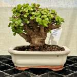 Portulacaria Afra "spekboom" - PS01 160MM L X 150MM D X 160MM H