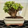 Portulacaria Afra "spekboom" - PS01 160MM L X 150MM D X 160MM H