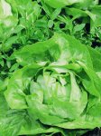 Lettuce Butterhead Attraction Seed - 20 G Raw Seed