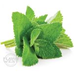 Spearmint Concentrate - 50ML