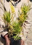 Aloe Tenuior 4LT