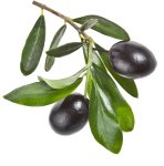 Olive Mission 20LT
