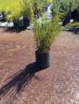 Elegia Capensis 20LT