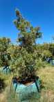 Afrocarpus Falcatus 250LT Tree Small