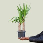 Yucca - Shorts - 20CM Nursery Pot - 1 Stem Per Pot 0.8M