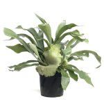 Fern Elkhorn Platycerium Netherlands Seedlings - 3 Plug Plants