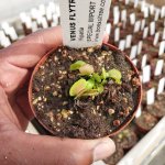 Venus Fly Trap 'hypatia.' Special Import. - Dormant Plant. 7.5CM Plastic Container.