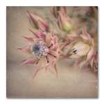 Blushing Brides Square 3 Art Print - 60 X 60CM No Frame Print Only