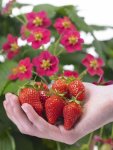 Strawberry F1 Toscana Seed - 5 Raw Seed