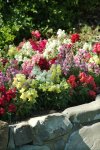 Antirrhinum Snapdragon Snapshot Mixture Seed - 1000 Raw Seed