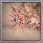 Blushing Brides Square 3 Art Print - 60 X 60CM Framed Canvas With Natural Wood Frame