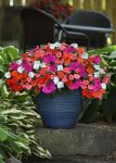 Impatiens Beacon Mix Seed - 1000 Coated Seed