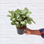 Ctenanthe Amagris - 12CM Nursery Pot Plant