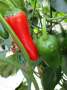Capsicum Jalapeno - Chili Seed - 5 G Raw Seed