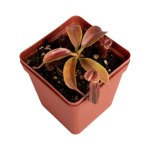 Tropical Pitcher Nepenthes 'cecco' - 5-9CM Leaf Span In 9CM Plastic Container