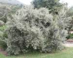 Tarchonanthus Camphoratus 60LT