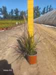 Pennisetum Atropurpureum 17CM Pot